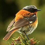 Eversmann's Redstart