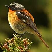 Eversmann's Redstart