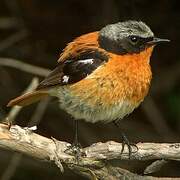 Eversmann's Redstart