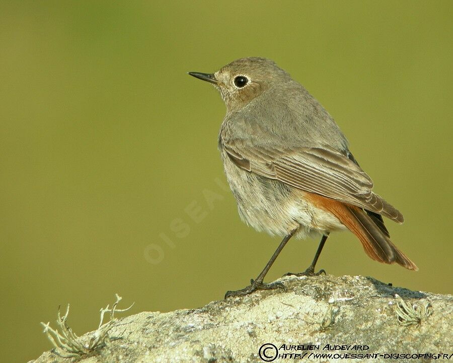 Black Redstart, identification