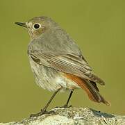 Black Redstart