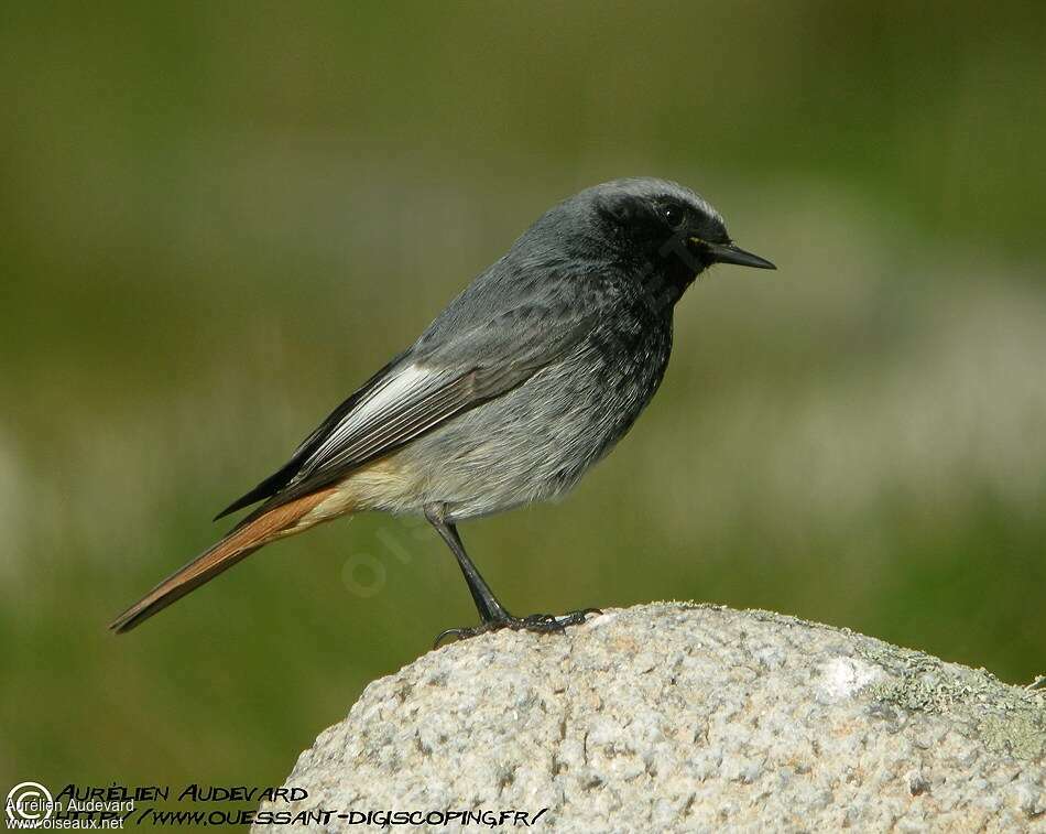 Black Redstart male adult breeding, identification