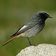 Black Redstart