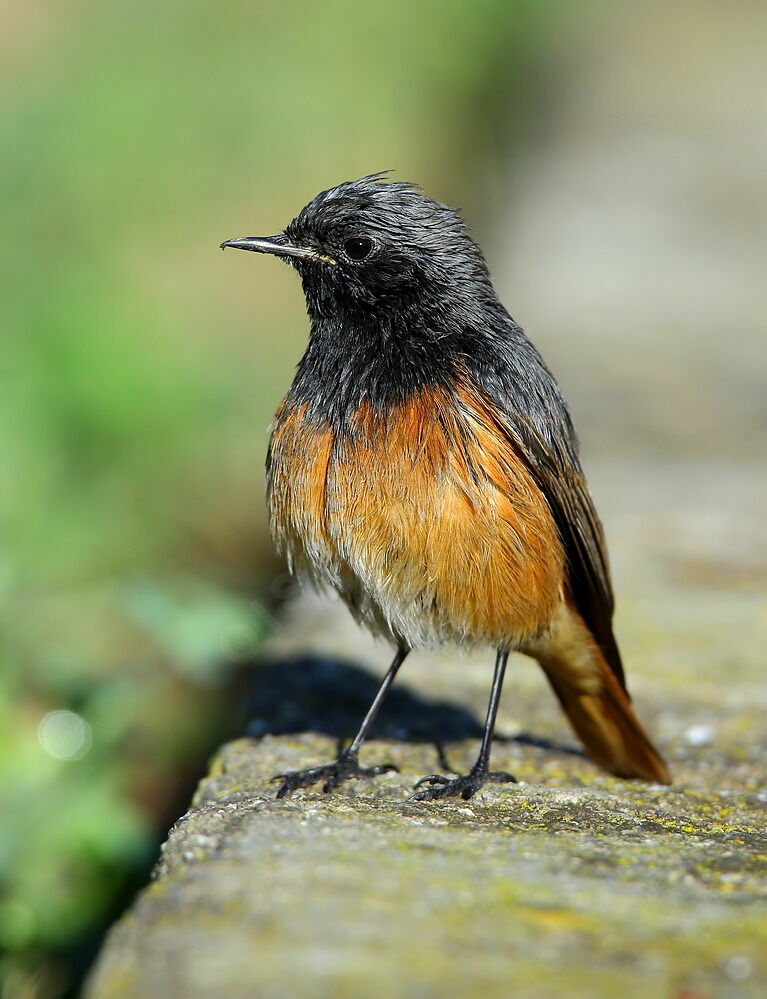 Black Redstart male Second year, identification