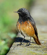 Black Redstart