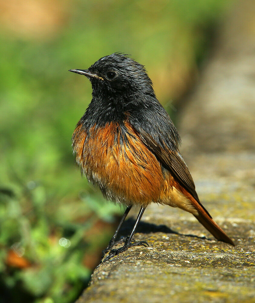 Black Redstart male Second year, identification