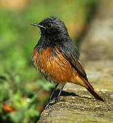 Black Redstart