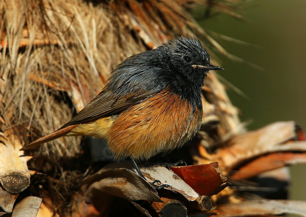 Black Redstart