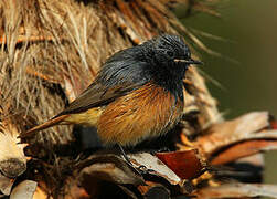 Black Redstart