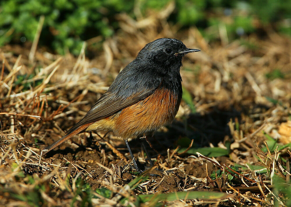 Black Redstart male Second year, identification