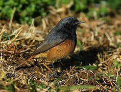 Black Redstart