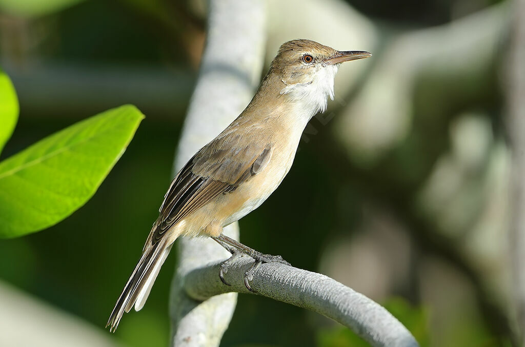 Rousserolle des Touamotou mâle adulte, identification