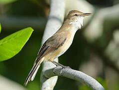 Tuamotu Reed Warbler