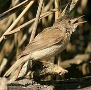 Common Reed Warbler