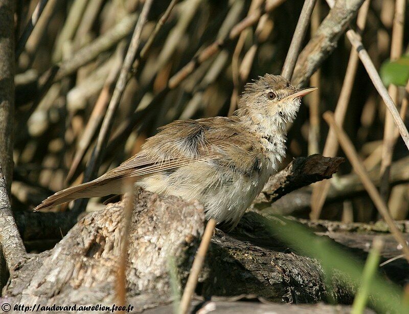 Common Reed Warbler