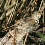 Common Reed Warbler