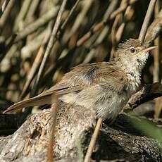 Rousserolle effarvatte
