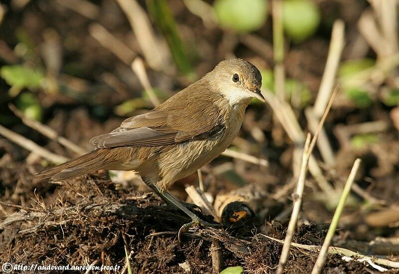 Eurasian Reed Warbler