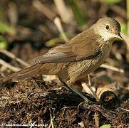 Common Reed Warbler