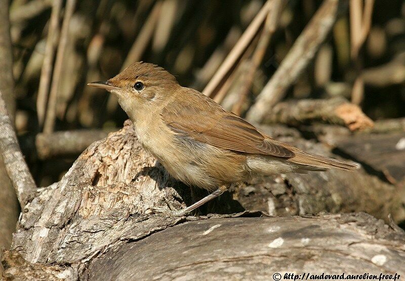 Eurasian Reed Warbler