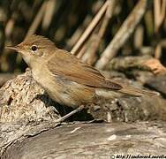 Common Reed Warbler