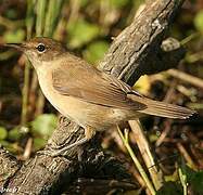 Eurasian Reed Warbler