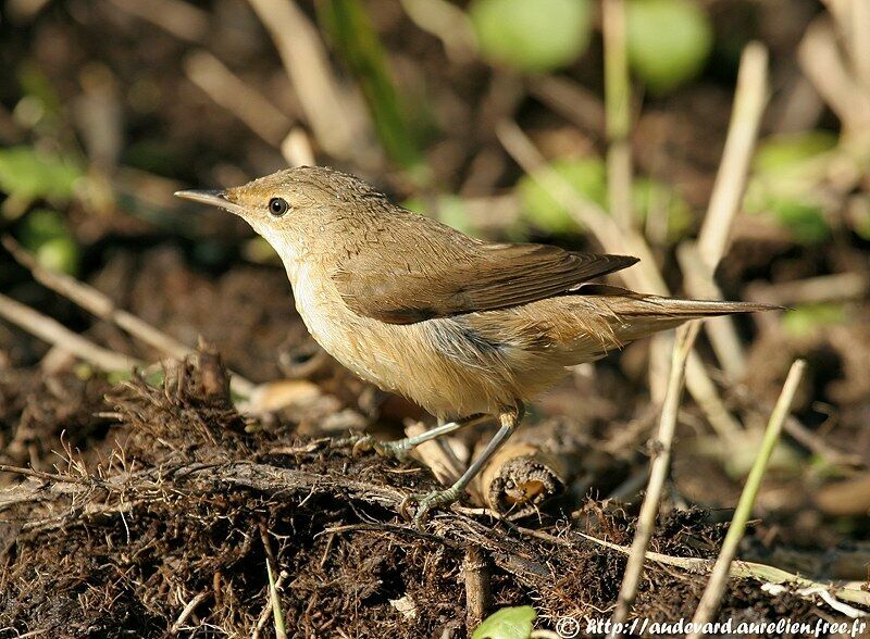 Common Reed Warbler