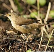 Eurasian Reed Warbler