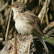 Eurasian Reed Warbler