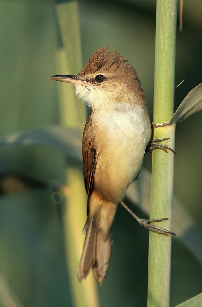 Clamorous Reed Warbler