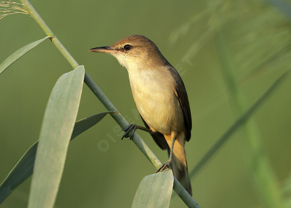 Clamorous Reed Warbler