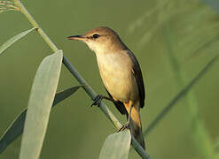 Clamorous Reed Warbler