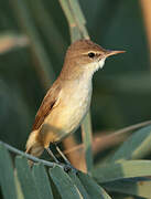 Clamorous Reed Warbler