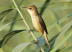 Clamorous Reed Warbler