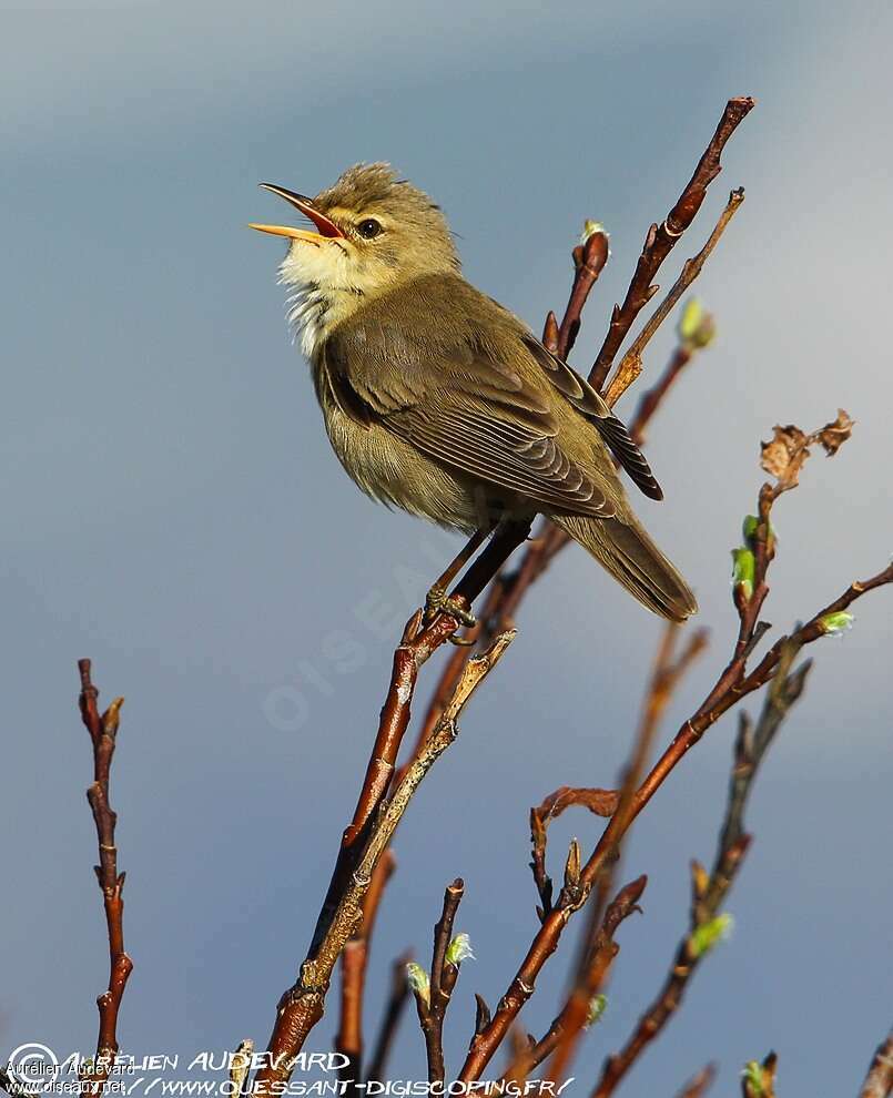 Marsh Warbler male adult, pigmentation, song