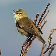 Marsh Warbler