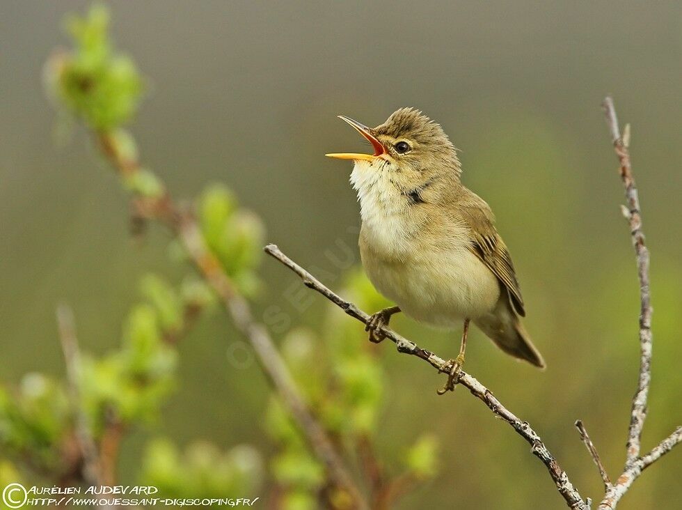 Marsh Warbler