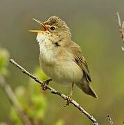 Marsh Warbler