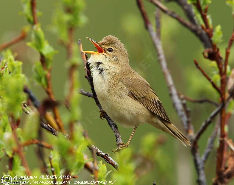 Marsh Warbler male adult breeding, song