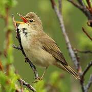 Marsh Warbler