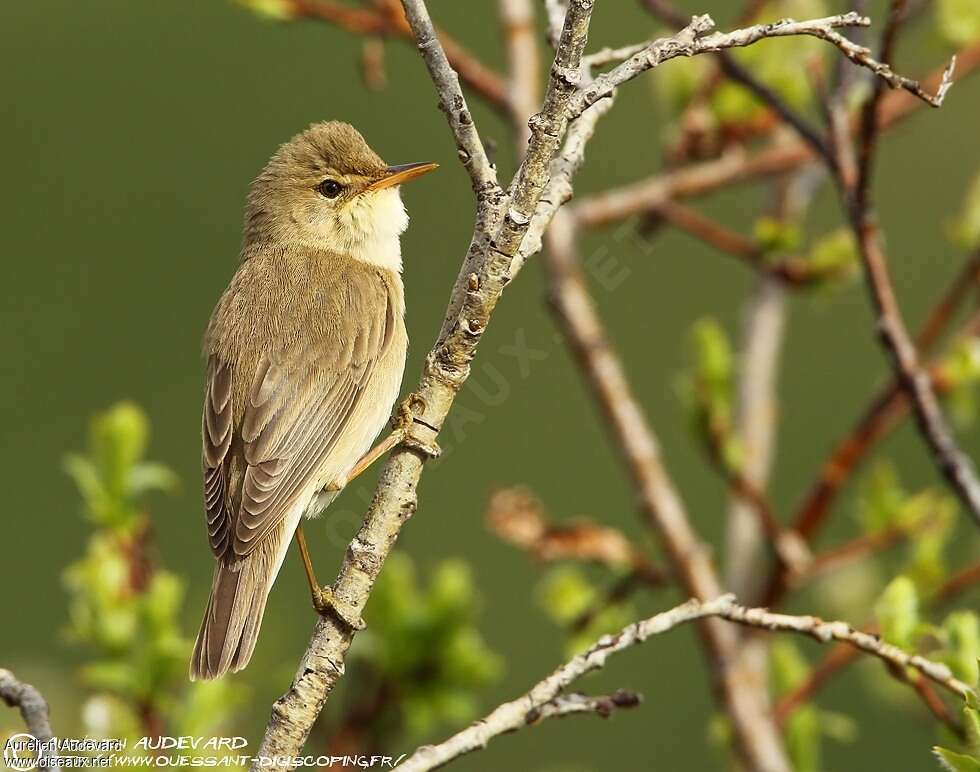 Marsh Warbler male adult breeding, pigmentation, Behaviour