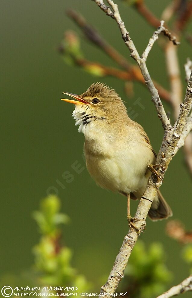 Marsh Warbler male adult breeding, song