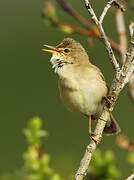 Marsh Warbler