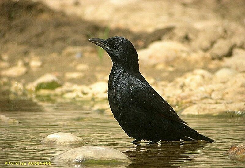 Tristram's Starling