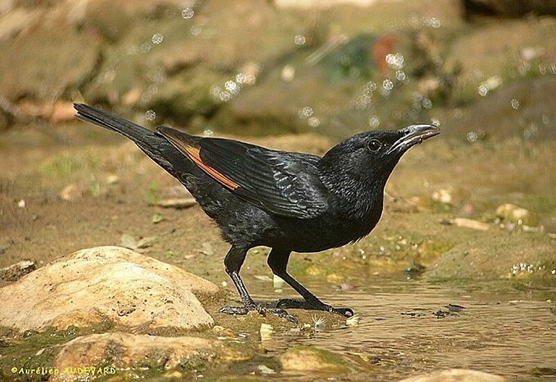 Tristram's Starling