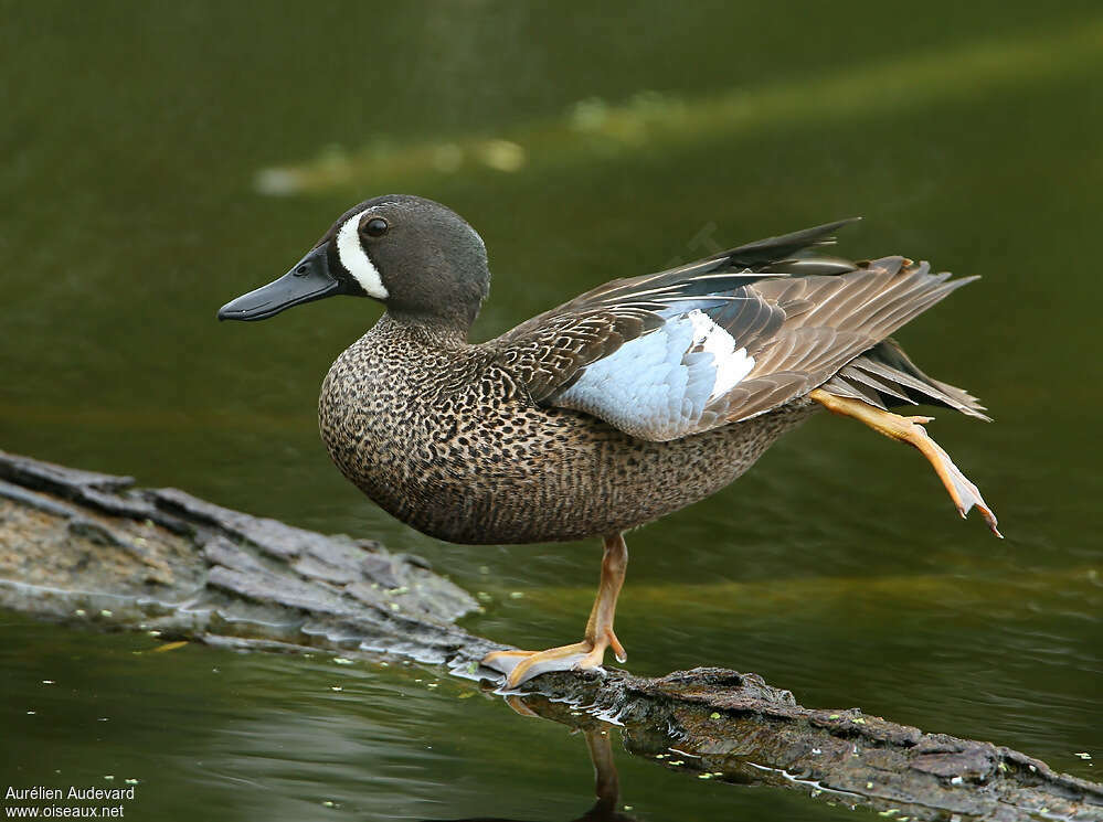 Sarcelle à ailes bleues mâle adulte nuptial, identification