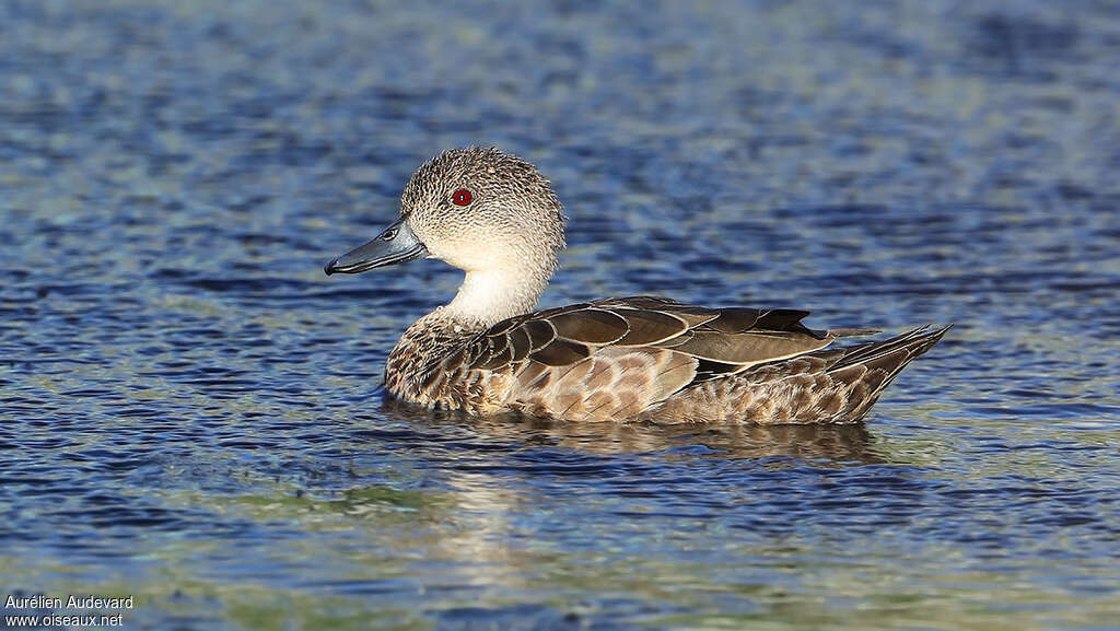 Sarcelle australasienneadulte, identification