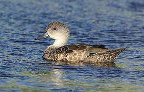 Grey Teal