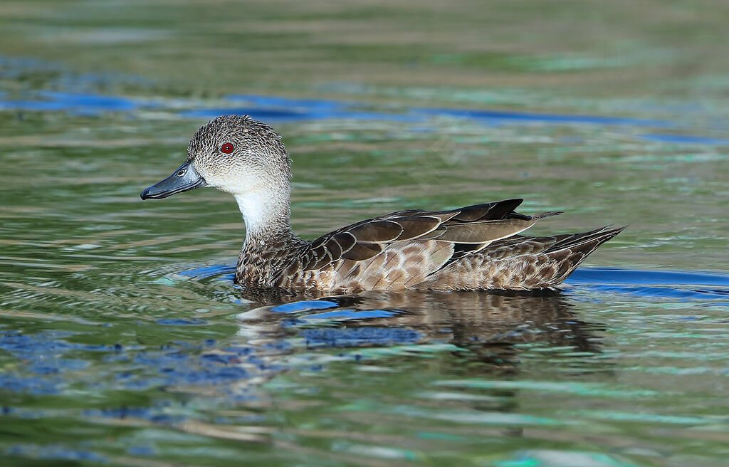 Sarcelle australasienne, identification