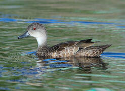 Grey Teal